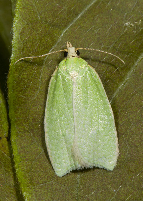 Tortrix viridana, Tortricidae